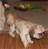 saving on pet food